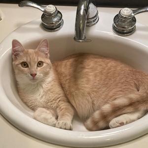 Lebron (feat. bedframe)