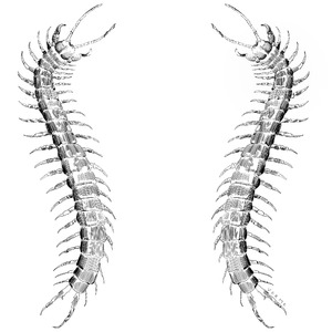 Chiants (Original Mix)