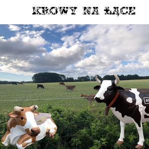 Krowy na łące