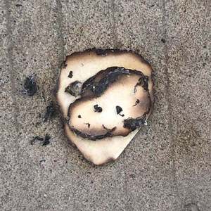 天蝎（翻自 沈以诚）