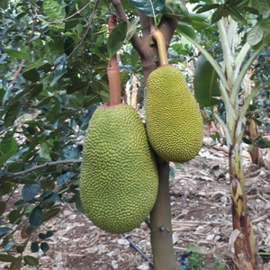 Tears Behind the Smile