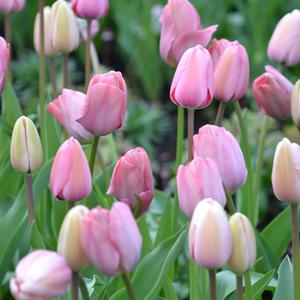 孕期疗愈（钢琴）