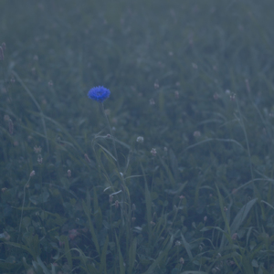 青い花 (feat. 北村蕗)