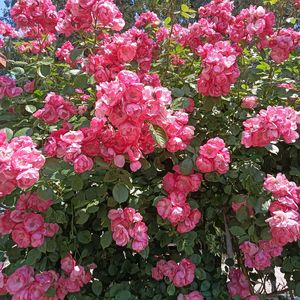 梅园漫步（纯音乐）