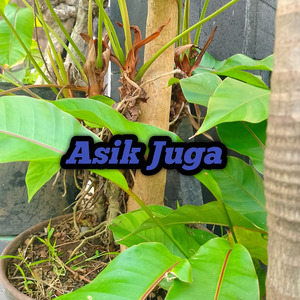 Asik Juga