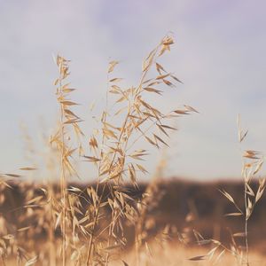 微妙的泰式按摩心情