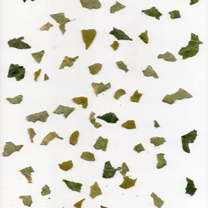 voices from volunteers