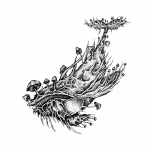Catacea Hericium