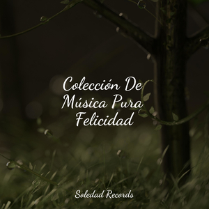 Dichosa Melodía