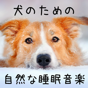 犬のための自然な睡眠補助音楽