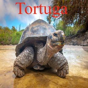 Tortuga