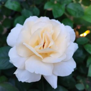 生生世世爱笛子