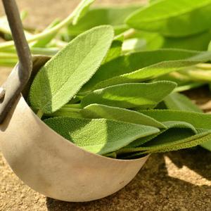 Tutte le proprietà della salvia