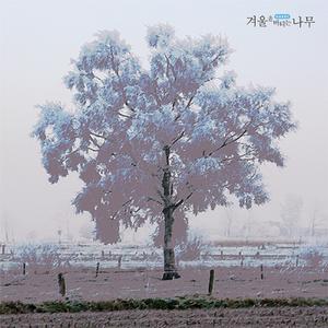 겨울을 버티는 나무