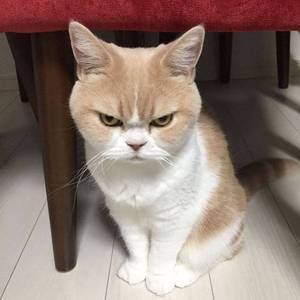 粘人弟弟（YSJ-DISS）