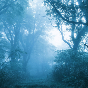 Changes in the forest