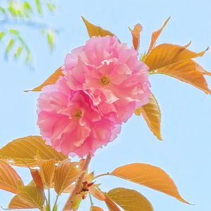 快乐的日子(纯音乐)