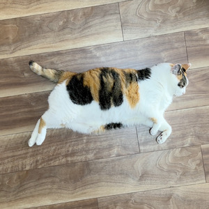 夢の中で飛んでるよ