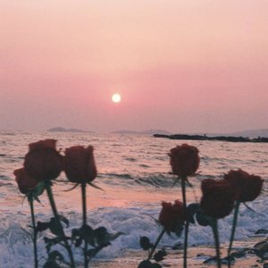 落日，海边，玫瑰