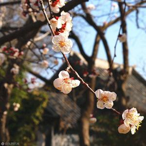 杏南花开