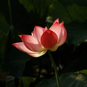 天籟梵音【心經】觀自在菩薩，每日聽一聽淨心又自在