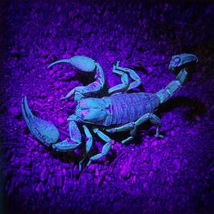 31 Novembre (feat. Think’d, paCMan & Tenko Bloodlaire)