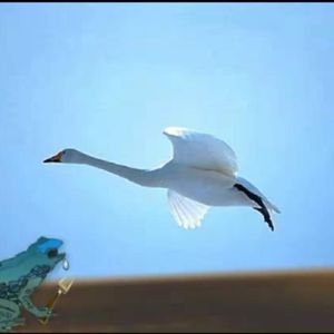 风悄悄