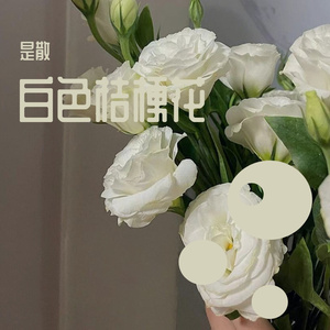 白色桔梗花