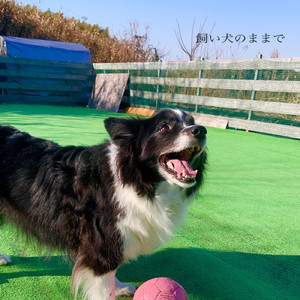 飼い犬のままで