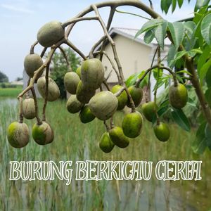 Burung Berkicau Ceria