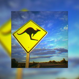 Кенгуру