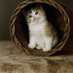 入戏又动心 (你的澜朋友|凯小晴 remix) (Remix)