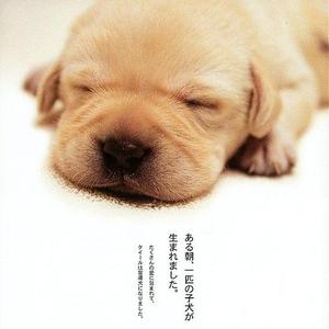 くまのピーちゃん(日暮れのカーニバル)