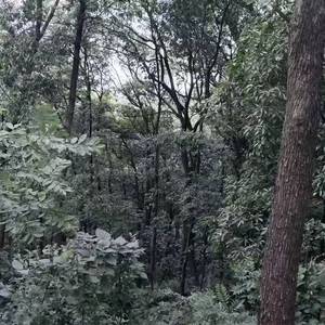 幽灵之舞（翻自 麦克道威尔）