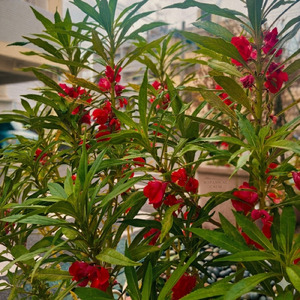 てぃんさぐぬ花-ピアノ五重奏による- (feat. 金城 由希子, 田場 尚子, 新垣 伊津子, 上原 玲未 & 照屋 恵悟)