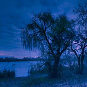 WILLOW'S TEAR