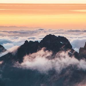 【Free】 Peter Type Trap Bea“錯過 ”