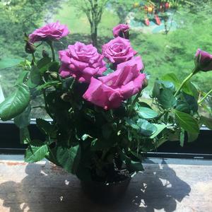 Beethoven for Romance. Minuet in G Major.