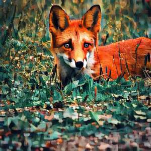 The Fox