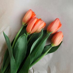 Getsomerest/sleepwell