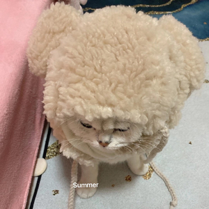 情歌
