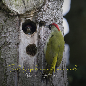 First flight from the nest