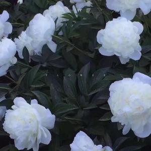 鱼（最终版）（翻自 424）