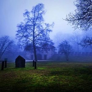 清晨迷雾湿地公园