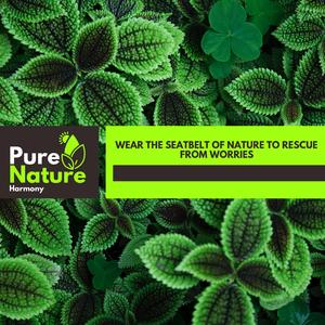 Violent Northen Flicker