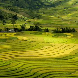 木琴語ラプソディック