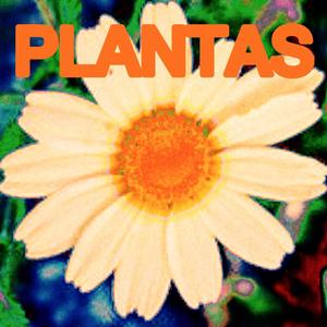plantas