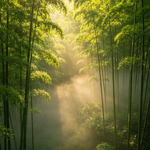 竹之韵律