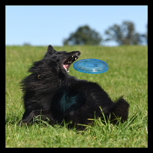 Torna a casa, Pathos!