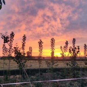 各花各有各花香